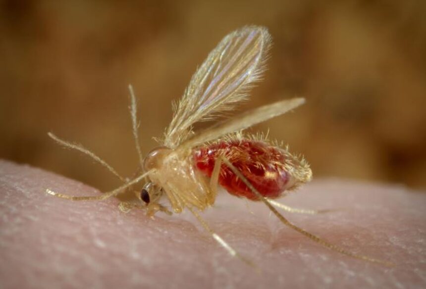 parazitii au readus la viata o anomalie din nastere a unei femei dupa zeci de ani 6a3fbd904b86e