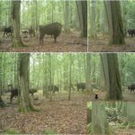 pentru prima data lupii au fost filmati vanand zimbri intr o padure europeana straveche 6a380ccbad982