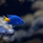 pestii sufera masiv din cauza poluarii luminoase au descoperit cercetatorii 6a43e3402b41b