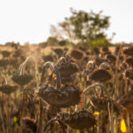 romania va primi aproape 15 milioane de euro de la ue pentru fermierii afectati de seceta din 2025 ce culturi sunt vizate 6a3a46ec8775b