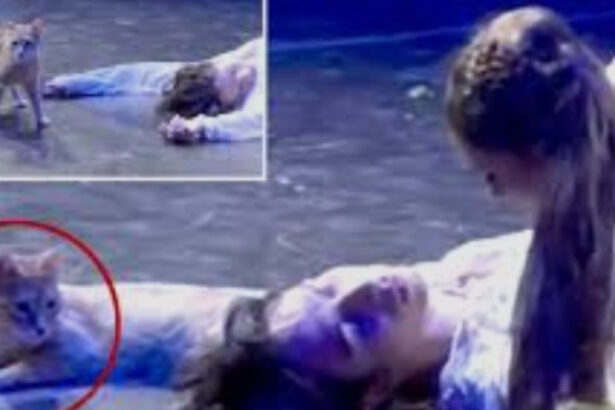 romeo si julieta si o pisica ce se intampla cand o felina decide ca ea e pesonajul principal in opera lui shakespeare 6a32480f981f2
