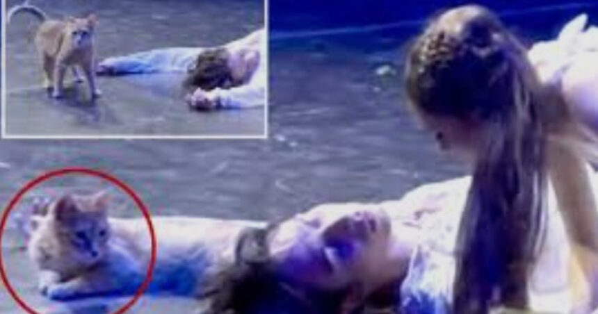 romeo si julieta si o pisica ce se intampla cand o felina decide ca ea e pesonajul principal in opera lui shakespeare 6a32480f981f2