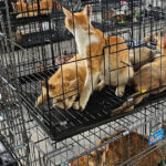 sute de pisici furate salvate de politia din vietnam inainte de a ajunge la abator 6a31a943c828d