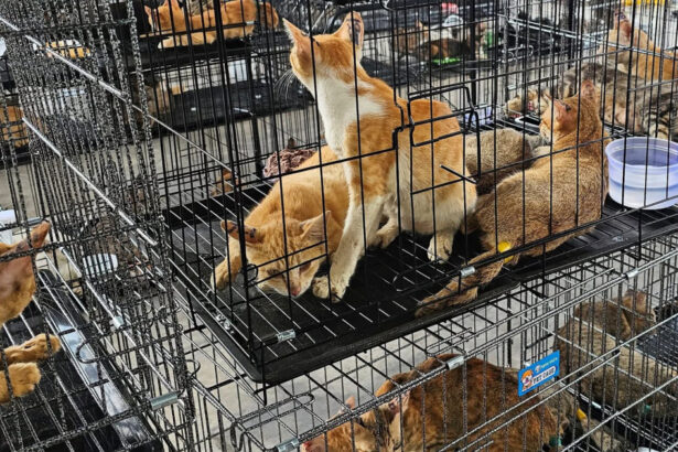 sute de pisici furate salvate de politia din vietnam inainte de a ajunge la abator 6a31a943c828d
