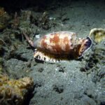 test de cultura generala care este cel mai periculos animal din lume 6a39421e20a89