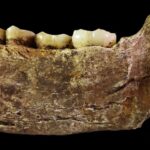 toate scheletele de homo naledi gasite vreodata sunt de sex feminin ce indica acest lucru 6a3e8f2cafa0b