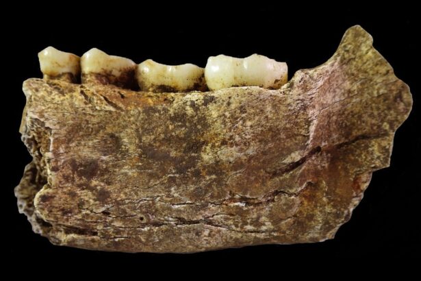 toate scheletele de homo naledi gasite vreodata sunt de sex feminin ce indica acest lucru 6a3e8f2cafa0b