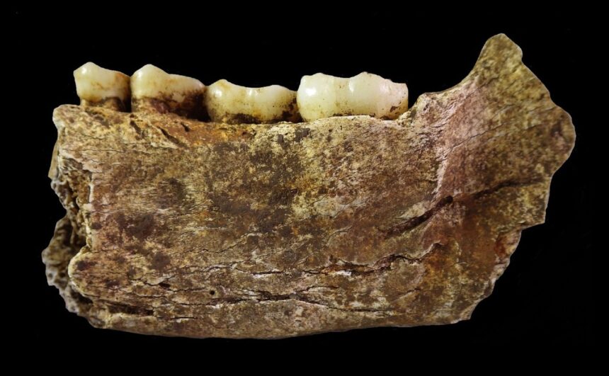 toate scheletele de homo naledi gasite vreodata sunt de sex feminin ce indica acest lucru 6a3e8f2cafa0b