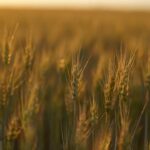 un teren cu drept de ipoteca in favoarea greilor de la ameropa grains scos la licitatie firma de shipping executata silit 6a3ef19e8e42e
