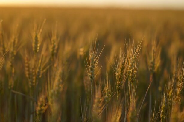 un teren cu drept de ipoteca in favoarea greilor de la ameropa grains scos la licitatie firma de shipping executata silit 6a3ef19e8e42e