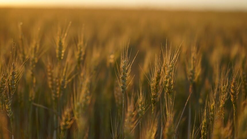 un teren cu drept de ipoteca in favoarea greilor de la ameropa grains scos la licitatie firma de shipping executata silit 6a3ef19e8e42e