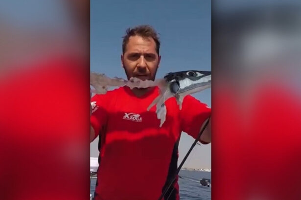 video alerta in grecia un peste periculos ajunge aproape de mal si poate musca turisti medic contine o toxina foarte periculoasa 6a36c516ddf08