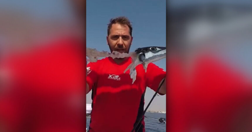 video alerta in grecia un peste periculos ajunge aproape de mal si poate musca turisti medic contine o toxina foarte periculoasa 6a36c516ddf08