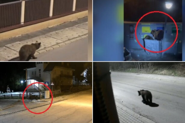 video e o solutie dar nu eficienta ce spun romanii din zonele de munte despre legea care dubleaza cota de recoltare in cazul ursilor 6a3f651674c8e