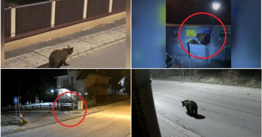 video e o solutie dar nu eficienta ce spun romanii din zonele de munte despre legea care dubleaza cota de recoltare in cazul ursilor 6a3f651674c8e