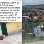 video foarte periculosi de doua ori m au atacat oras intreg terorizat de ursi animalele dau tarcoale in cautare de hrana 6a3cb78ad564a