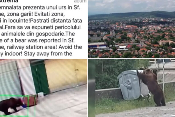video foarte periculosi de doua ori m au atacat oras intreg terorizat de ursi animalele dau tarcoale in cautare de hrana 6a3cb78ad564a