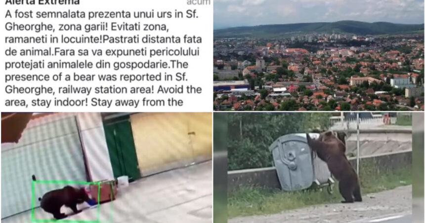 video foarte periculosi de doua ori m au atacat oras intreg terorizat de ursi animalele dau tarcoale in cautare de hrana 6a3cb78ad564a