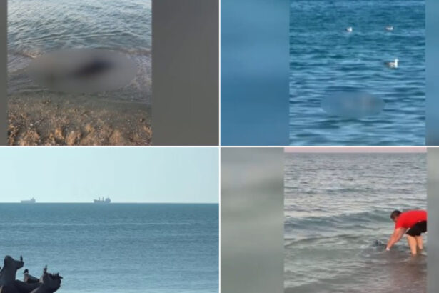video situatie alarmanta peste 80 de delfini morti esuati pe litoralul romanesc de la inceputul anului care ar putea fi principalele cauze 6a3b69bb9f57d