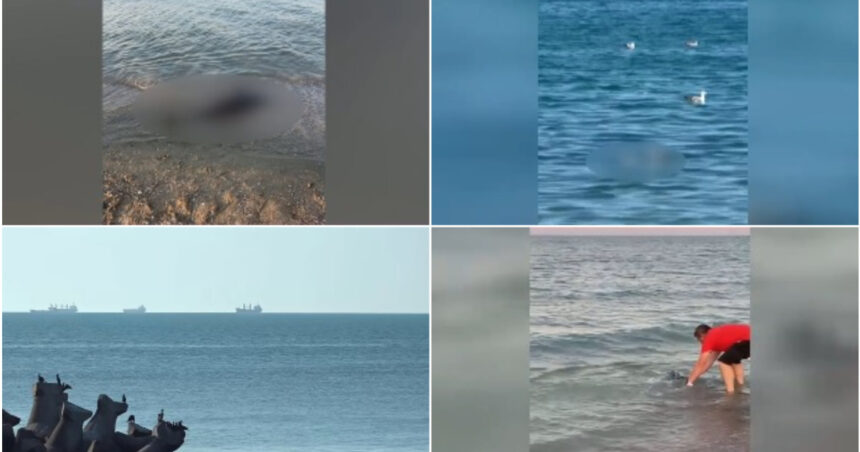 video situatie alarmanta peste 80 de delfini morti esuati pe litoralul romanesc de la inceputul anului care ar putea fi principalele cauze 6a3b69bb9f57d