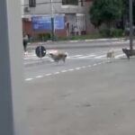 video teama printre locuitorii din anda o haita de caini ar fugari trecatorii si ar sari in fata masinilor 6a33aea377573