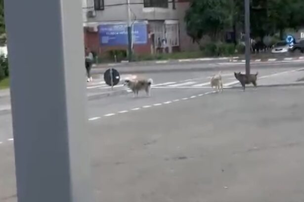 video teama printre locuitorii din anda o haita de caini ar fugari trecatorii si ar sari in fata masinilor 6a33aea377573