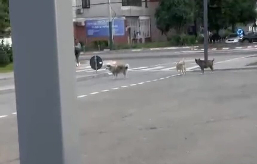 video teama printre locuitorii din anda o haita de caini ar fugari trecatorii si ar sari in fata masinilor 6a33aea377573