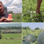 video vremea capricioasa din ultimele saptamani intarzie productia de pepeni romanesti cand ar putea aparea in piete 6a252375441a9
