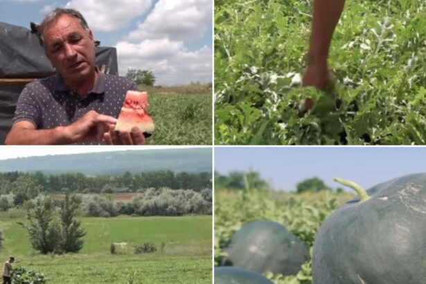 video vremea capricioasa din ultimele saptamani intarzie productia de pepeni romanesti cand ar putea aparea in piete 6a252375441a9