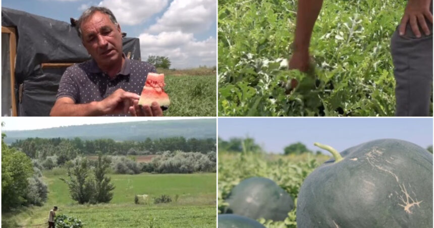video vremea capricioasa din ultimele saptamani intarzie productia de pepeni romanesti cand ar putea aparea in piete 6a252375441a9