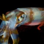 acidificarea oceanelor ar putea micsora creierul calamarilor cu aproape 50 6a53a7375f16a