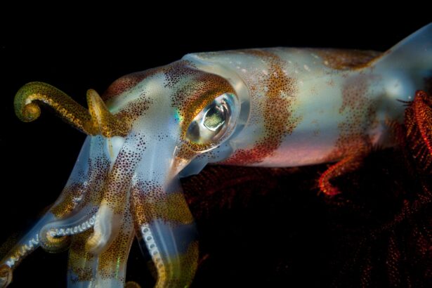 acidificarea oceanelor ar putea micsora creierul calamarilor cu aproape 50 6a53a7375f16a