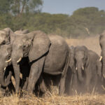 alerta in kenya moartea inexplicabila a 15 elefanti zdruncina ecosistemul amboseli ipotezele investigate de experti 6a69d461a9db4