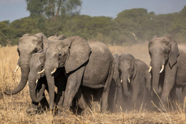 alerta in kenya moartea inexplicabila a 15 elefanti zdruncina ecosistemul amboseli ipotezele investigate de experti 6a69d461a9db4