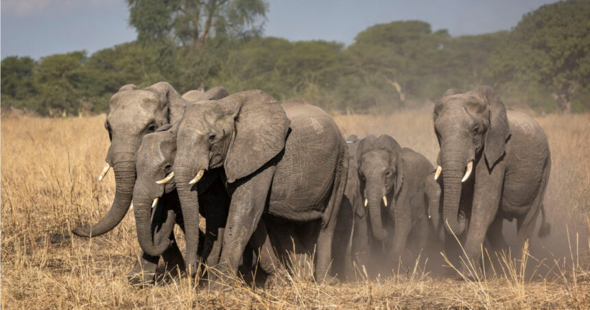 alerta in kenya moartea inexplicabila a 15 elefanti zdruncina ecosistemul amboseli ipotezele investigate de experti 6a69d461a9db4