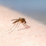 autoritatile din sanatate anunta opt cazuri de infectie cu virusul west nile in doar doua luni recomandarile medicilor 6a65d201b0a8d