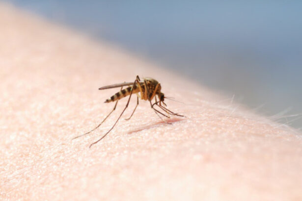 autoritatile din sanatate anunta opt cazuri de infectie cu virusul west nile in doar doua luni recomandarile medicilor 6a65d201b0a8d