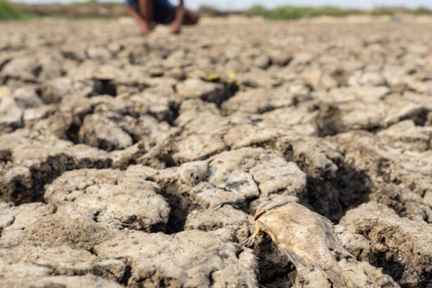 avertismente sumbre ale expertilor despre super el nino fenomenul ar putea creste preturile alimentelor timp de ani de zile 6a574cf95bf40