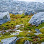 cele mai vechi ramasite umane din antarctica au peste 200 de ani si o origine necunoscuta 6a467114e0c01