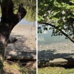 foto peste 100 de arbori de pe malul lacului herastrau vor fi defrisati anunta primaria capitalei 6a4e6111a67dc