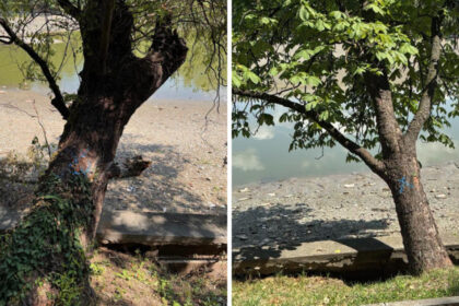 foto peste 100 de arbori de pe malul lacului herastrau vor fi defrisati anunta primaria capitalei 6a4e6111a67dc