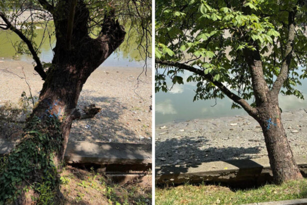 foto peste 100 de arbori de pe malul lacului herastrau vor fi defrisati anunta primaria capitalei 6a4e6111a67dc