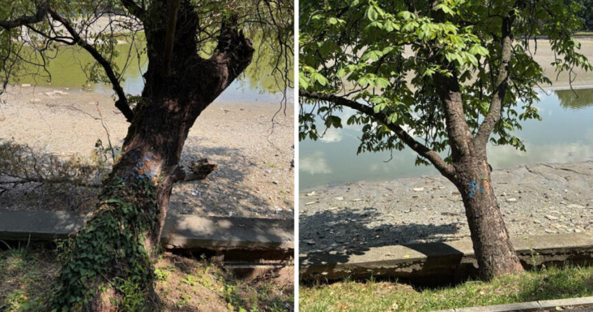 foto peste 100 de arbori de pe malul lacului herastrau vor fi defrisati anunta primaria capitalei 6a4e6111a67dc
