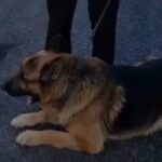 jaf intr o locuinta din judetul constanta cainele de urma a dus politistii la barbatul care si a atacat victima cu un capot pe cap 6a5a7df1d41e6