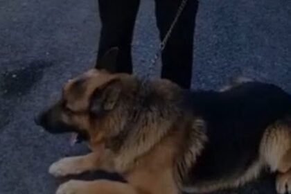 jaf intr o locuinta din judetul constanta cainele de urma a dus politistii la barbatul care si a atacat victima cu un capot pe cap 6a5a7df1d41e6