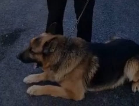 jaf intr o locuinta din judetul constanta cainele de urma a dus politistii la barbatul care si a atacat victima cu un capot pe cap 6a5a7df1d41e6