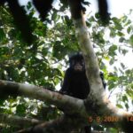 o specie complet noua a fost descoperita in padurea tropicala din congo 6a5cf69fafca3