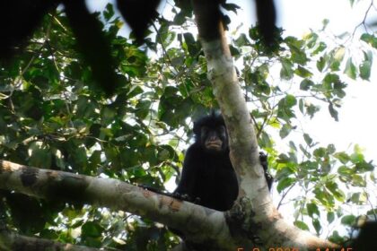 o specie complet noua a fost descoperita in padurea tropicala din congo 6a5cf69fafca3