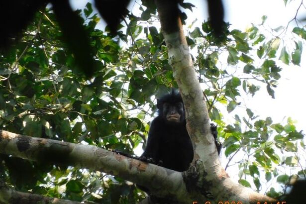 o specie complet noua a fost descoperita in padurea tropicala din congo 6a5cf69fafca3