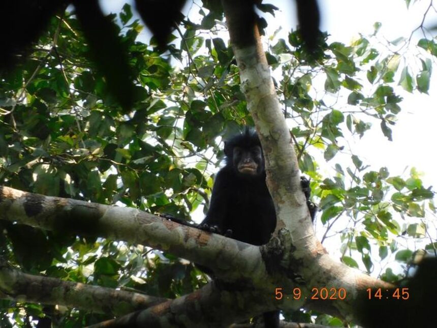 o specie complet noua a fost descoperita in padurea tropicala din congo 6a5cf69fafca3